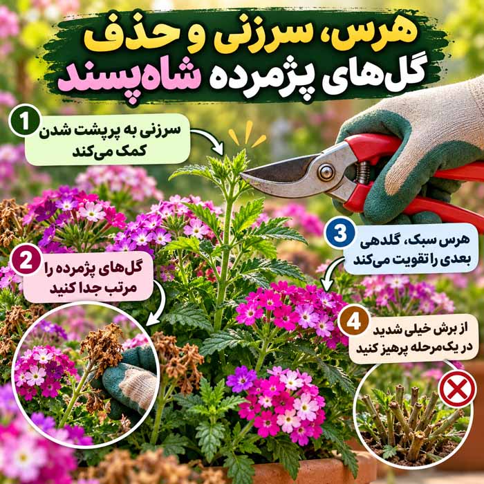 پرورش گل شاه پسند؛ آموزش کاشت بذر، قلمهزدن و اصول نگهداری هرس، سرزنی و حذف گلهای پژمرده شاهپسند