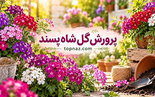 پرورش گل شاه‌ پسند؛ آموزش کاشت بذر، قلمه‌زدن و اصول نگهداری