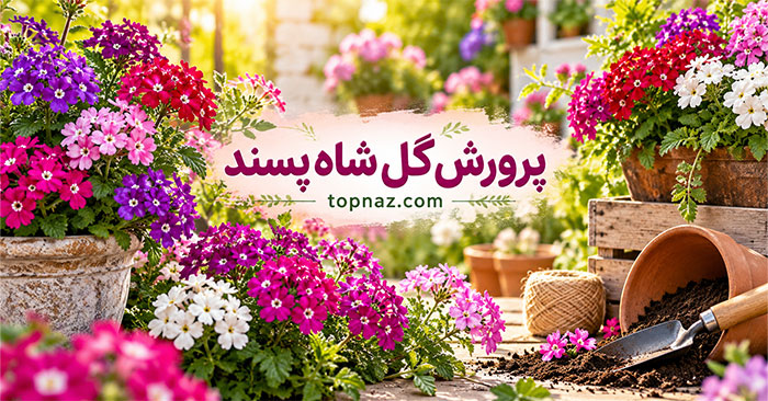 پرورش گل شاه پسند؛ آموزش کاشت بذر، قلمهزدن و اصول نگهداری پرورش گل شاه پسند؛ آموزش کاشت بذر، قلمهزدن و اصول نگهداری