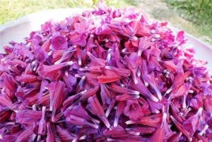 آموزش پرورش گل گاوزبان + راهنمای کاشت و پرورش این گیاه دارویی