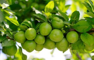 کاشت گوجه سبز در باغچه + نکاتی برای بازدهی بهتر و داشتن محصول کاشت گوجه سبز در باغچه + نکاتی برای بازدهی بهتر و داشتن محصول