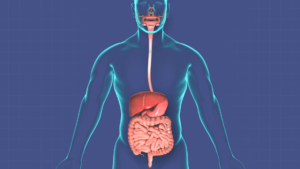 تقویت دستگاه گوارش + توصیه های موثر برای حفظ سلامت سیستم گوارش