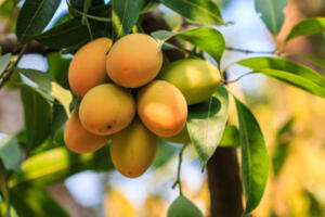 خواص برگ انبه + 7 خاصیت دارویی برگ انبه برای سلامت، لاغری و پوست و مو