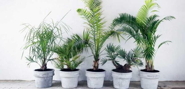 گیاه نخل گربه