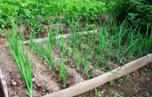 آموزش کاشت موسیر + اصولی برای کاشت بهتر و موفق موسیر