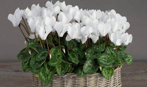 معرفی گیاهان مقاوم به سرما و گل های زمستان دوست