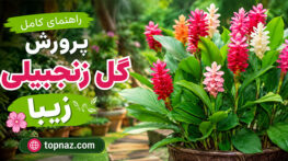 پرورش گل زنجبیلی
