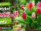 پرورش گل زنجبیلی زیبا؛ نور، آبیاری و خاک مناسب؛ روش تکثیر و افزایش گلدهی پرورش گل زنجبیلی