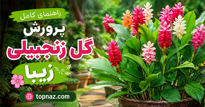 پرورش گل زنجبیلی زیبا؛ نور، آبیاری و خاک مناسب؛ روش تکثیر و افزایش گلدهی پرورش گل زنجبیلی زیبا؛ نور، آبیاری و خاک مناسب؛ روش تکثیر و افزایش گلدهی