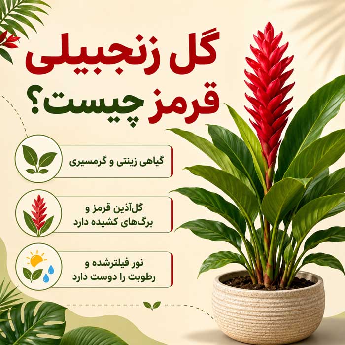 پرورش گل زنجبیلی زیبا؛ نور، آبیاری و خاک مناسب؛ روش تکثیر و افزایش گلدهی گل زنجبیلی قرمز چیست؟