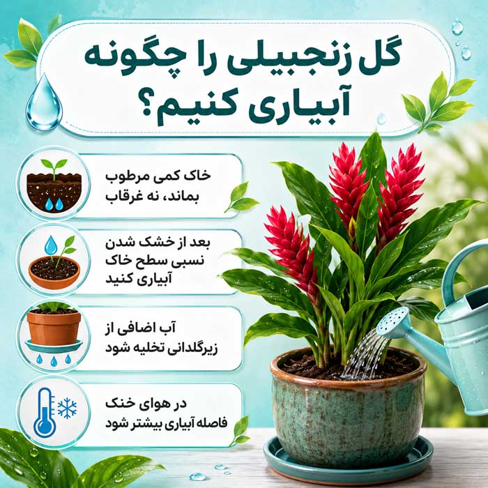 پرورش گل زنجبیلی زیبا؛ نور، آبیاری و خاک مناسب؛ روش تکثیر و افزایش گلدهی گل زنجبیلی را چگونه آبیاری کنیم؟