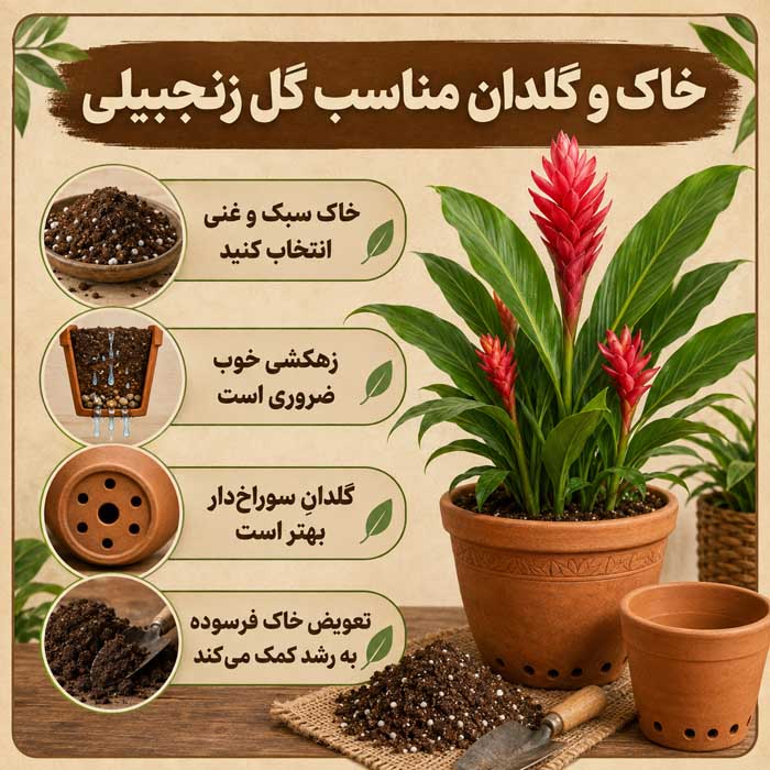 پرورش گل زنجبیلی زیبا؛ نور، آبیاری و خاک مناسب؛ روش تکثیر و افزایش گلدهی خاک و گلدان مناسب گل زنجبیلی