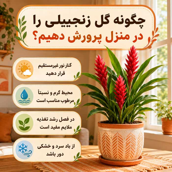 پرورش گل زنجبیلی زیبا؛ نور، آبیاری و خاک مناسب؛ روش تکثیر و افزایش گلدهی چگونه گل زنجبیلی را در منزل پرورش دهیم؟