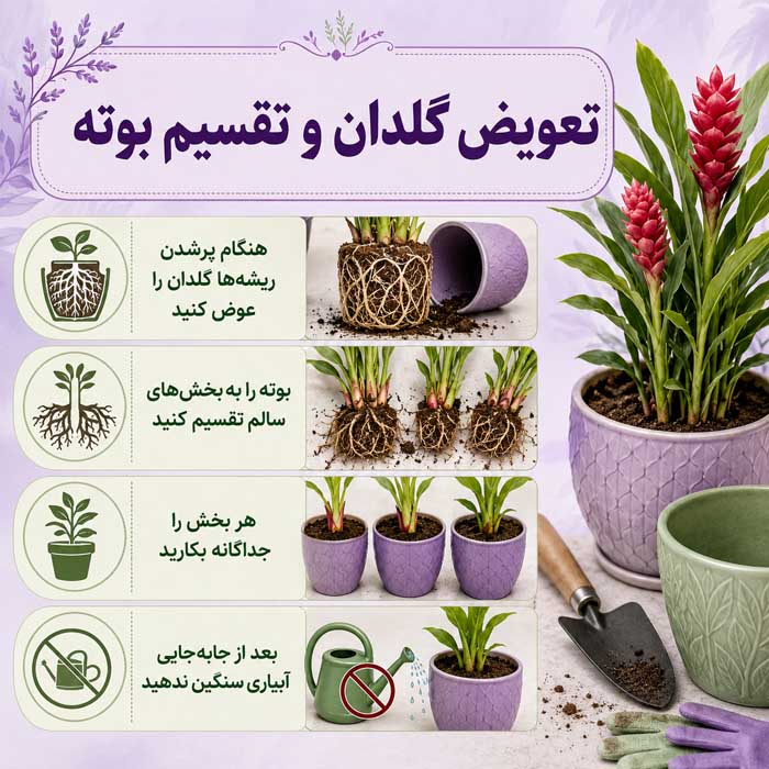 پرورش گل زنجبیلی زیبا؛ نور، آبیاری و خاک مناسب؛ روش تکثیر و افزایش گلدهی تعویض گلدان و تقسیم بوته