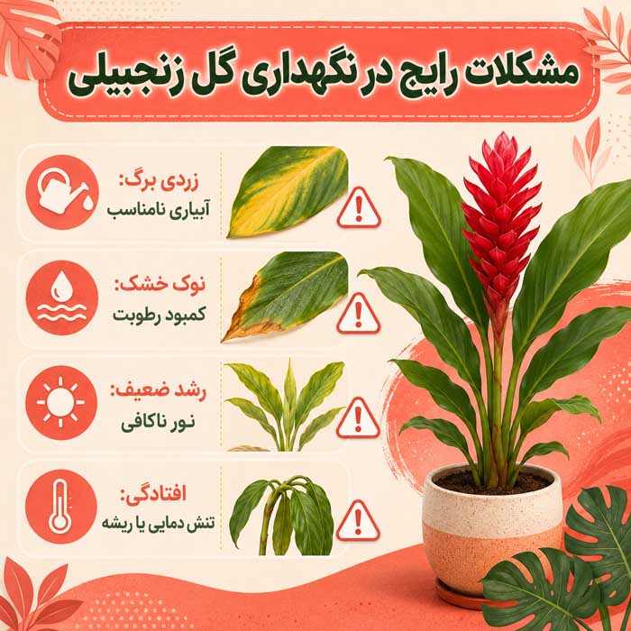 پرورش گل زنجبیلی زیبا؛ نور، آبیاری و خاک مناسب؛ روش تکثیر و افزایش گلدهی مشکلات رایج در نگهداری گل زنجبیلی