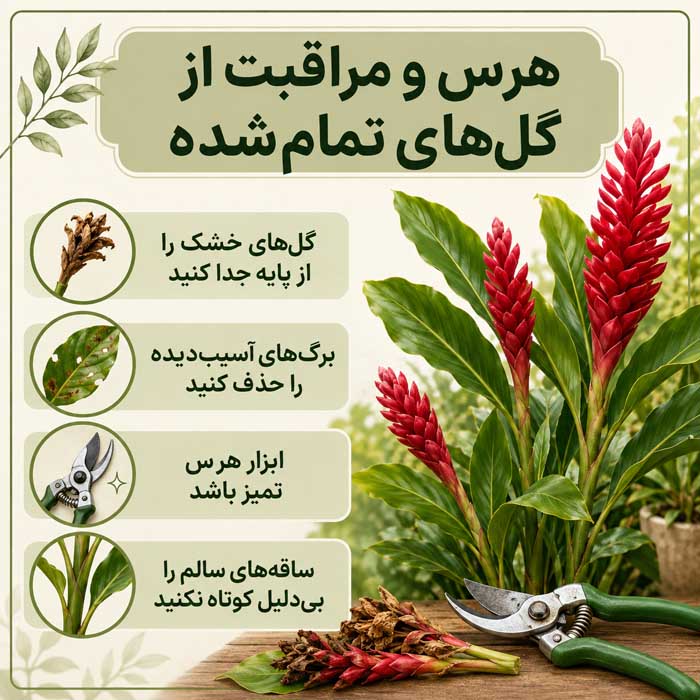 پرورش گل زنجبیلی زیبا؛ نور، آبیاری و خاک مناسب؛ روش تکثیر و افزایش گلدهی هرس و مراقبت از گلهای تمامشده