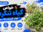 خواص گیاه تنگرس؛ معرفی Prunus lycioides و کاربردهای بومی؛ شواهد علمی و هشدارهای مصرف خواص گیاه تنگرس