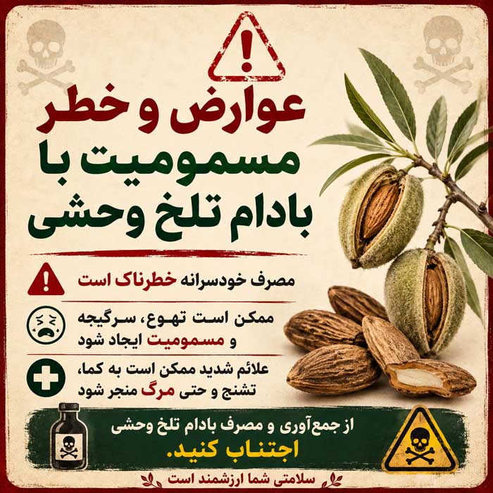 خواص گیاه تنگرس؛ معرفی Prunus lycioides و کاربردهای بومی؛ شواهد علمی و هشدارهای مصرف عوارض و خطر مسمومیت با بادام تلخ وحشی