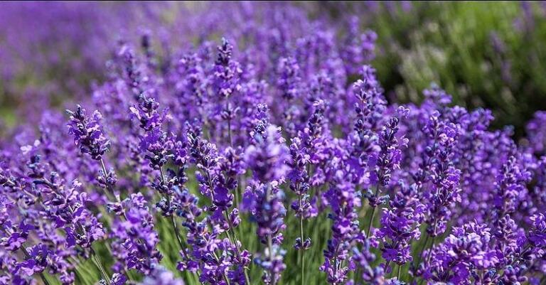 مزیت های گیاه اسطوخودوس + ویژگی های درمانی گیاه خوشبوی لوندر مزیت های گیاه اسطوخودوس + ویژگی های درمانی گیاه خوشبوی لوندر