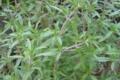 راهنمای کاشت مرزه + پرورش و نگهداری از سبزی مرزه