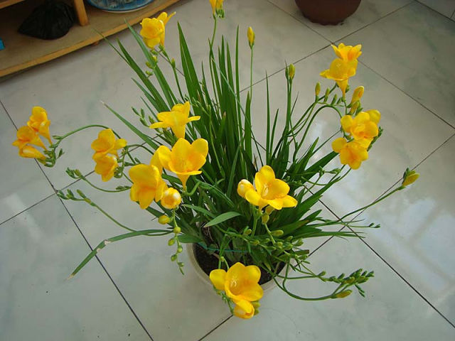 اطلاعاتی در مورد گل فرزیا + روش های پرورش و نگهداری از این گیاه زیبا