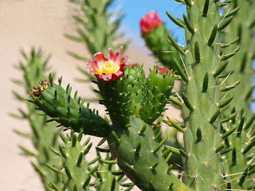 کاکتوس سیلندریکا کاکتوس سیلندریکا