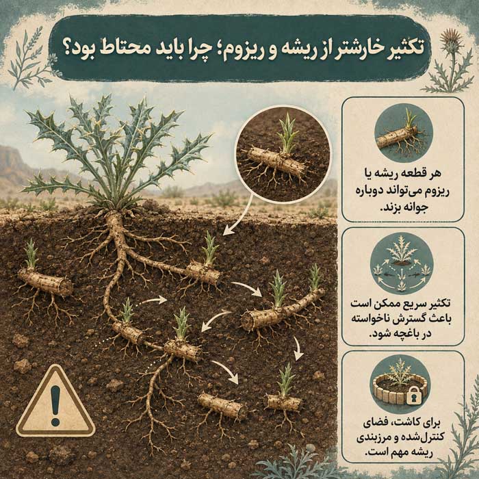 تکثیر خارشتر از ریشه و ریزوم؛ چرا باید محتاط بود؟