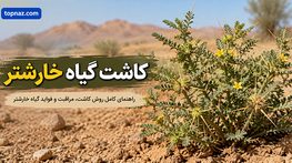 کاشت گیاه خارشتر؛ انتخاب بذر و خاک مناسب؛ آبیاری، رشد ریشه و نگهداری در مزرعه کاشت گیاه خارشتر