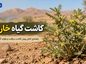 کاشت گیاه خارشتر