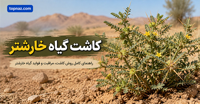 کاشت گیاه خارشتر؛ انتخاب بذر و خاک مناسب؛ آبیاری، رشد ریشه و نگهداری در مزرعه