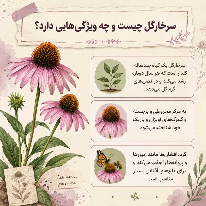 روش کاشت سرخارگل؛ انتخاب بذر و خاک مناسب؛ آبیاری، نگهداری و گلدهی اکیناسه سرخارگل چیست و چه ویژگیهایی دارد؟