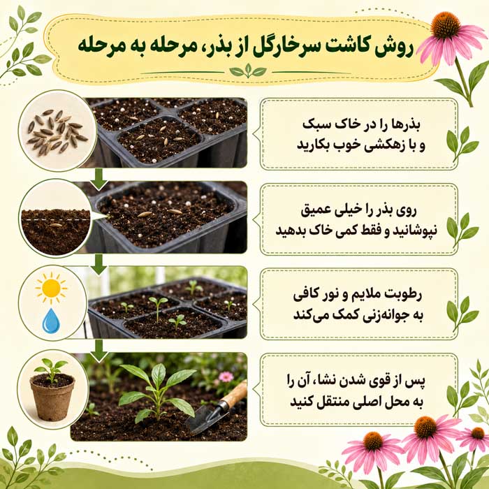 روش کاشت سرخارگل؛ انتخاب بذر و خاک مناسب؛ آبیاری، نگهداری و گلدهی اکیناسه روش کاشت سرخارگل از بذر، مرحله به مرحله