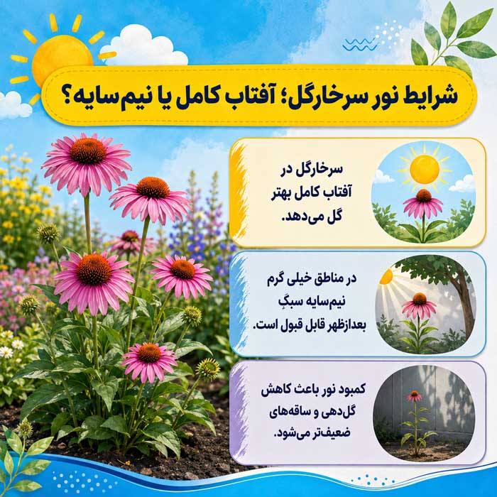 روش کاشت سرخارگل؛ انتخاب بذر و خاک مناسب؛ آبیاری، نگهداری و گلدهی اکیناسه شرایط نور سرخارگل؛ آفتاب کامل یا نیمسایه؟