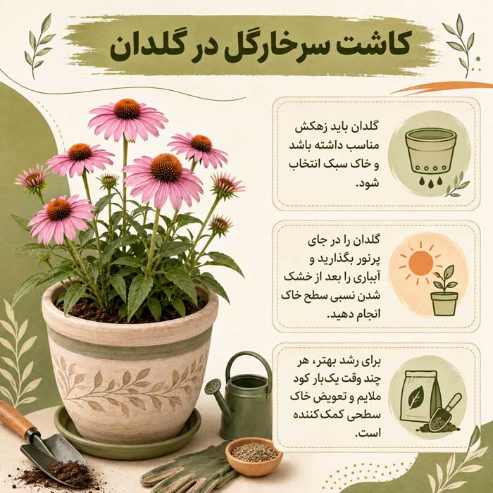 روش کاشت سرخارگل؛ انتخاب بذر و خاک مناسب؛ آبیاری، نگهداری و گلدهی اکیناسه کاشت سرخارگل در گلدان