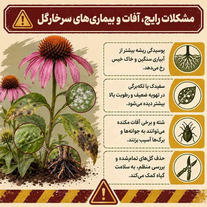 روش کاشت سرخارگل؛ انتخاب بذر و خاک مناسب؛ آبیاری، نگهداری و گلدهی اکیناسه مشکلات رایج، آفات و بیماریهای سرخارگل
