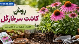 روش کاشت سرخارگل؛ انتخاب بذر و خاک مناسب؛ آبیاری، نگهداری و گلدهی اکیناسه روش کاشت سرخارگل
