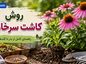 روش کاشت سرخارگل