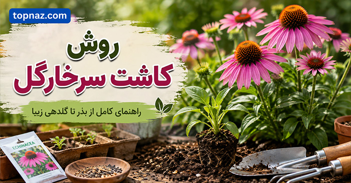 روش کاشت سرخارگل؛ انتخاب بذر و خاک مناسب؛ آبیاری، نگهداری و گلدهی اکیناسه روش کاشت سرخارگل؛ انتخاب بذر و خاک مناسب؛ آبیاری، نگهداری و گلدهی اکیناسه
