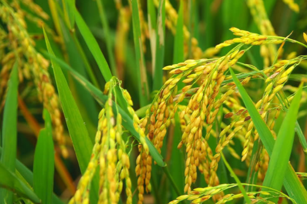 معرفی برنج ایرانی