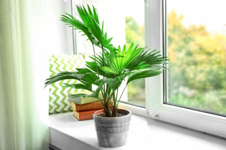 پرورش نخل کنتیا + روش نگهداری و تکثیر این نخل زیبا