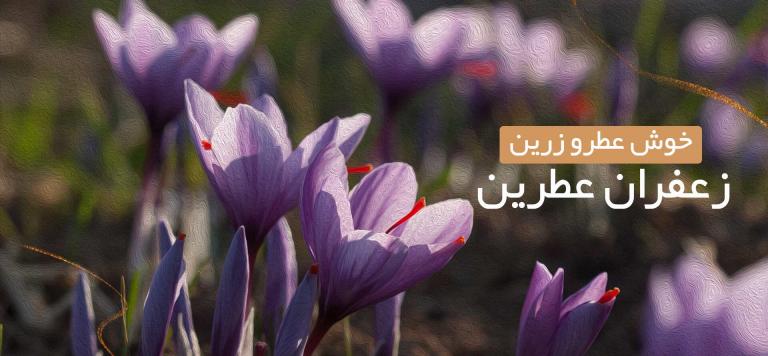 زعفران ممتاز، چه ویژگیها و مشخصاتی دارد؟ زعفران ممتاز، چه ویژگیها و مشخصاتی دارد؟