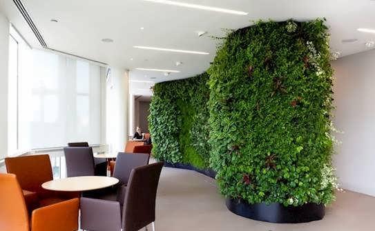 گیاهان سبز و زیبا در دکوراسیون منزل