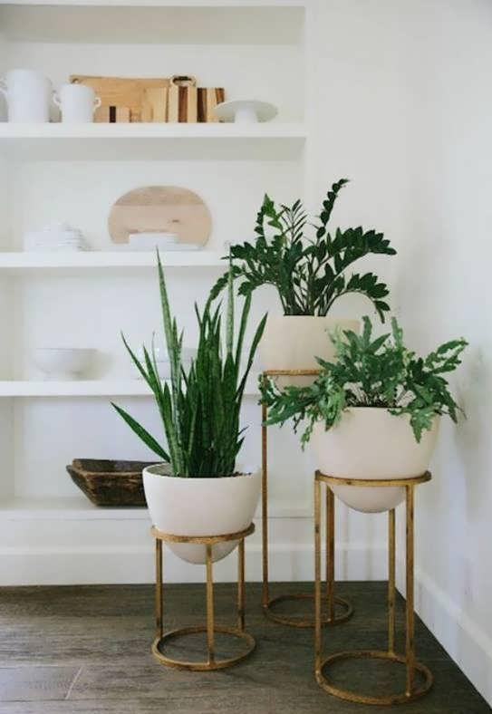 گیاهان سبز و زیبا در دکوراسیون منزل