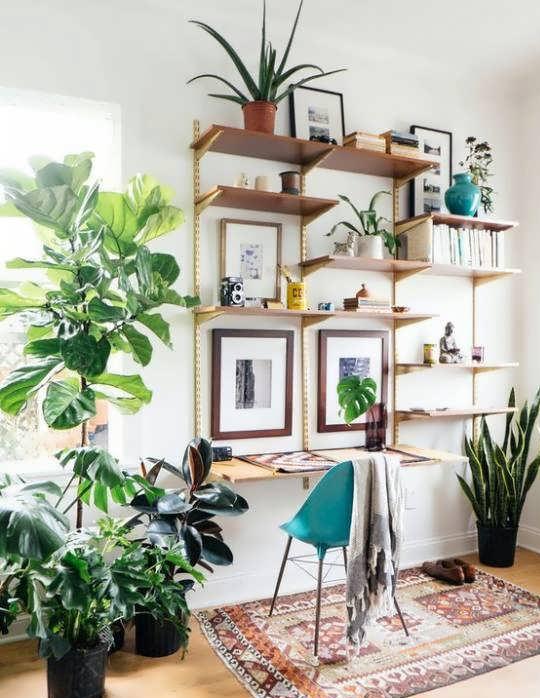 گیاهان سبز و زیبا در دکوراسیون منزل