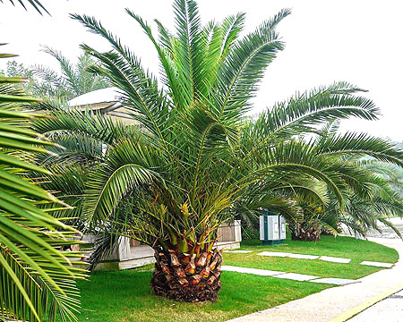 نگهداری و پرورش نخل فونیکس + اطلاعات مفید در مورد این نخل زیبا