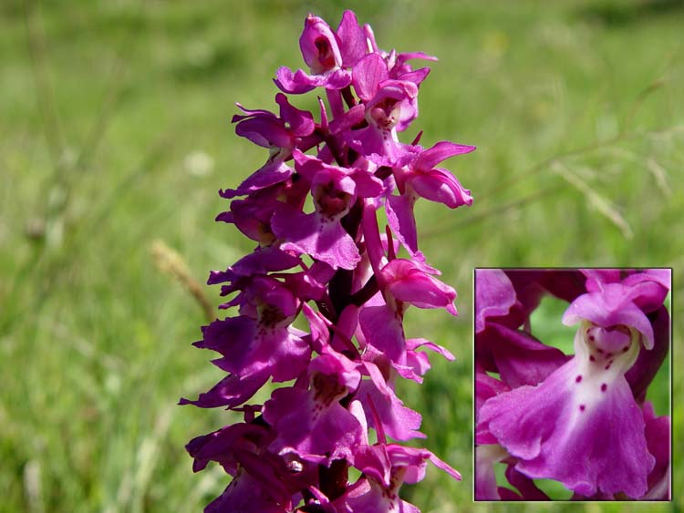 شرایط لازم برای کاشت و پرورش گیاه ثعلب