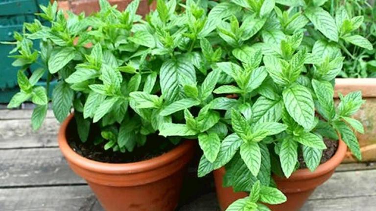 اصول کاشت نعناع در گلدان (شرایط نگهدرای و پرورش این سبزی سودمند) اصول کاشت نعناع در گلدان (شرایط نگهدرای و پرورش این سبزی سودمند)