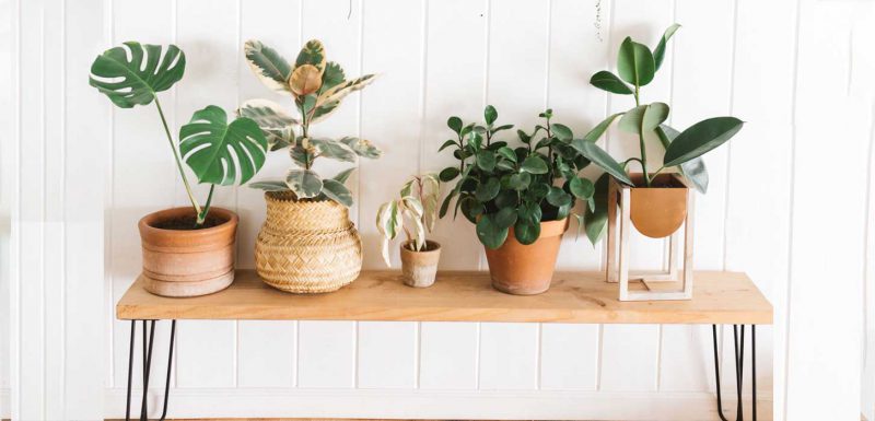 راهنمای خرید گلدان مناسب برای کاشت انواع گل ها و گیاهان