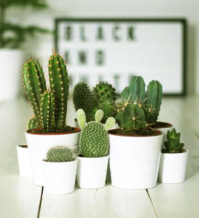 راهنمای خرید گلدان مناسب برای کاشت انواع گل ها و گیاهان