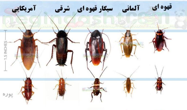 از بین بردن سوسک های خانگی با 10 روش عالی و موثر